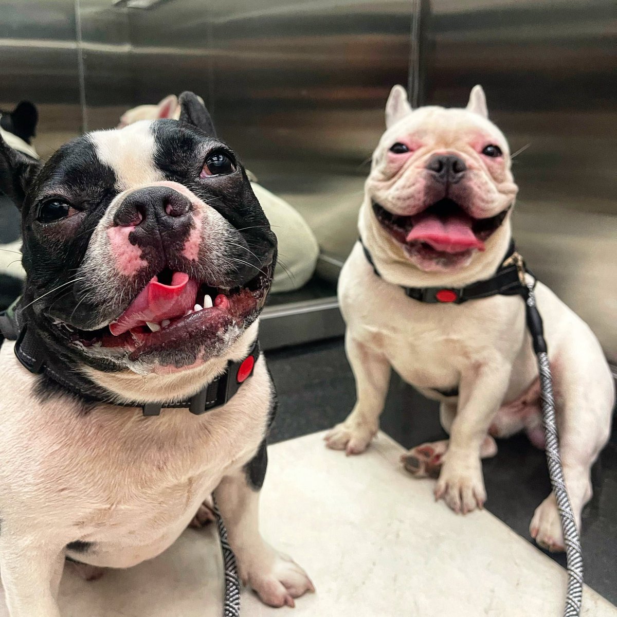 Jon's two French Bulldogs