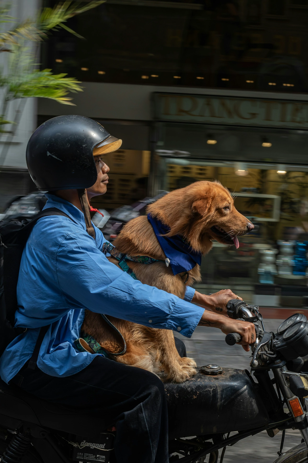 Man on motorbike with golden retriever pillion passenger in a bandana